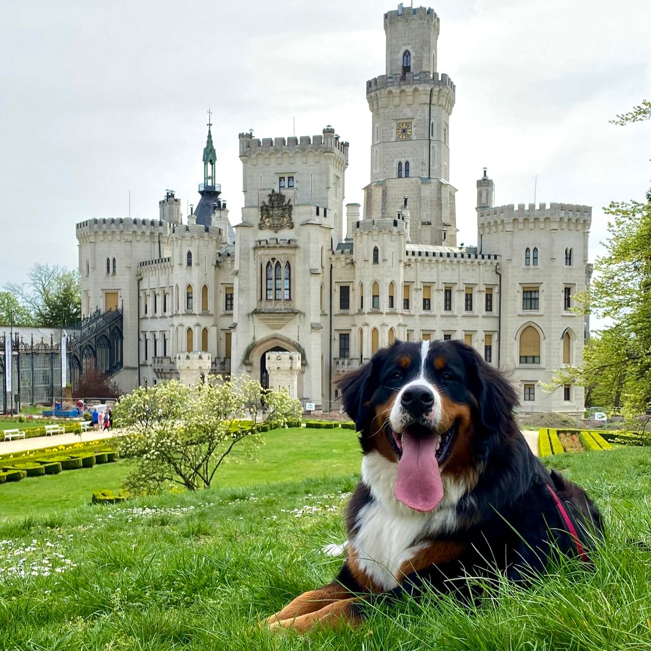 Soutěžní fotografie - Evelína,  Bernský salašnický pes