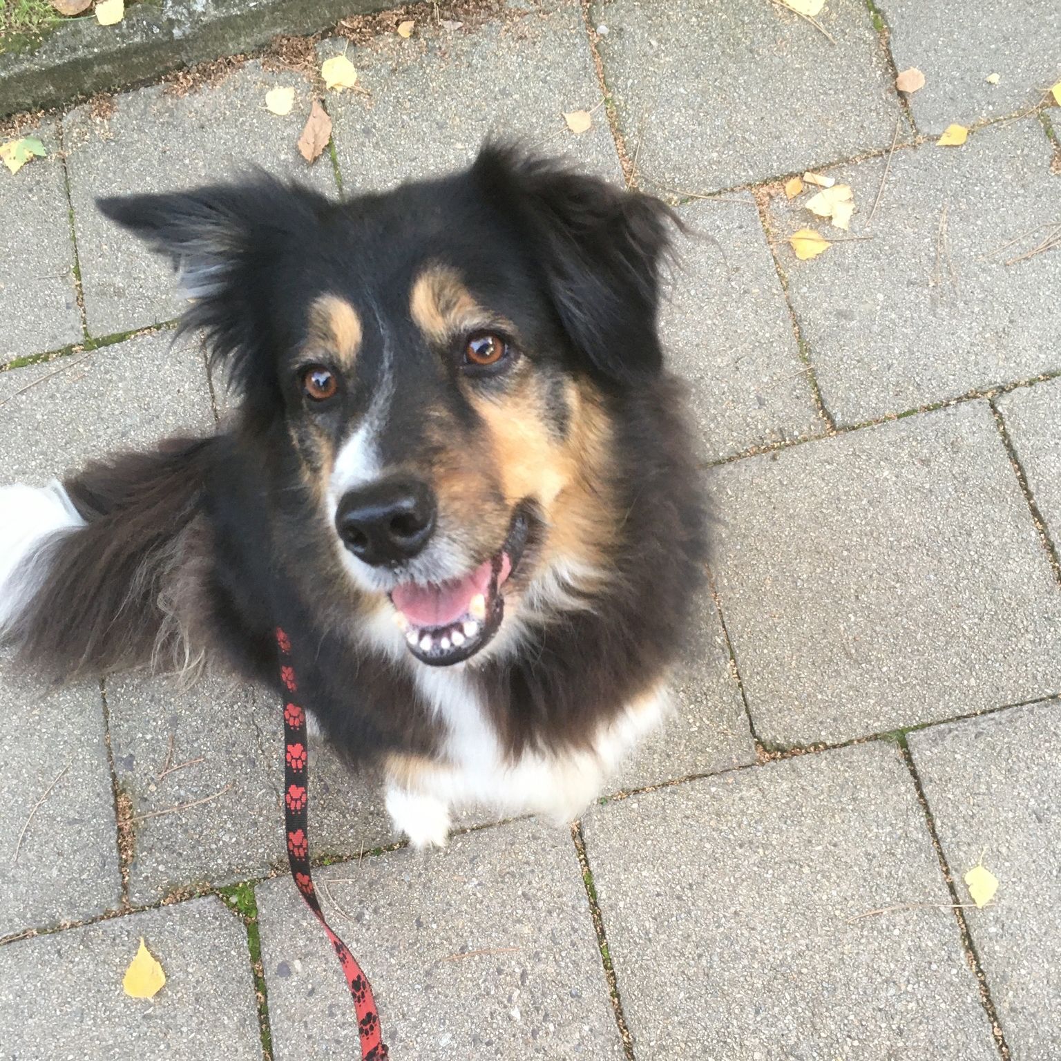 Soutěžní fotografie - Molly,  Border kolie