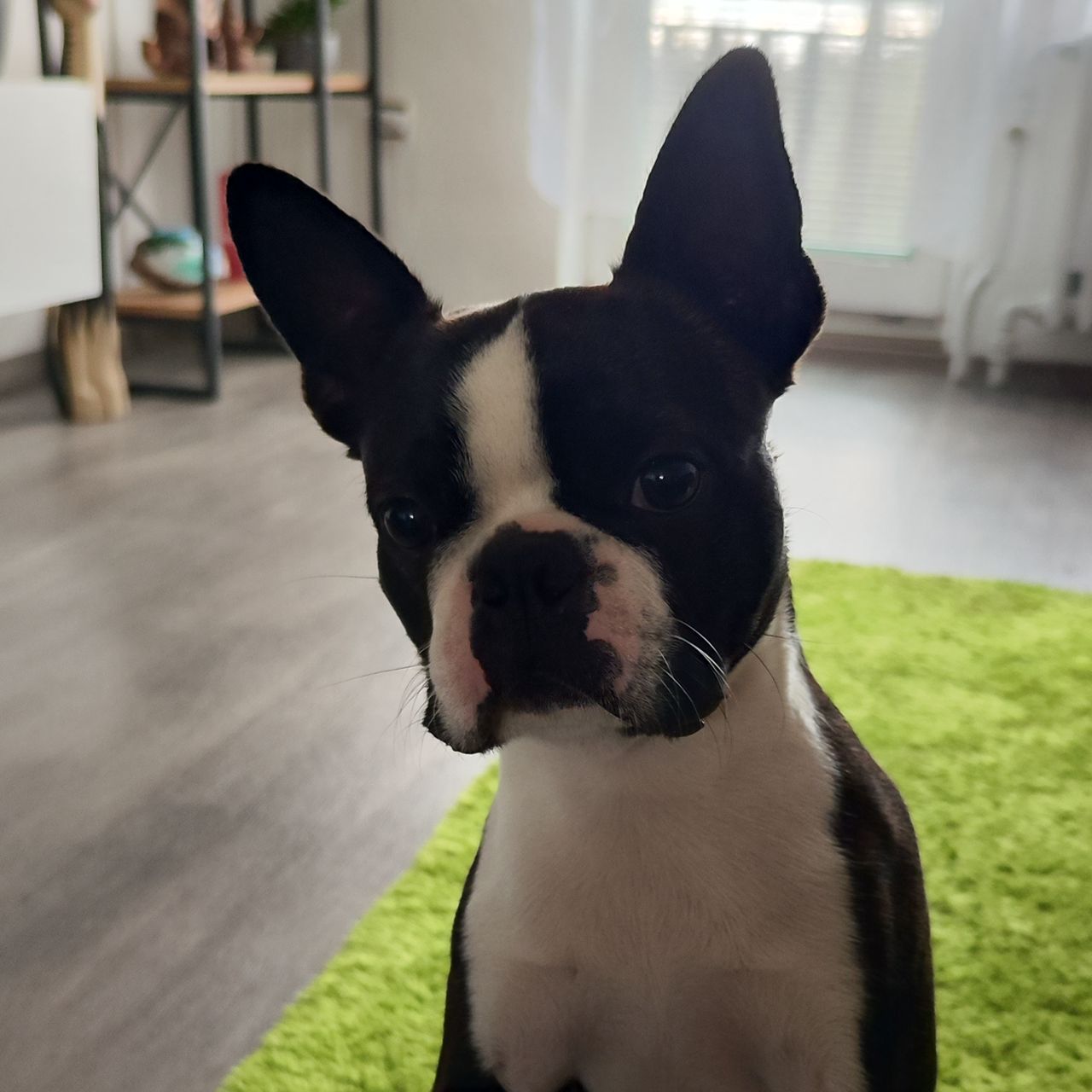Soutěžní fotografie - Viktor,  Bostonský terier