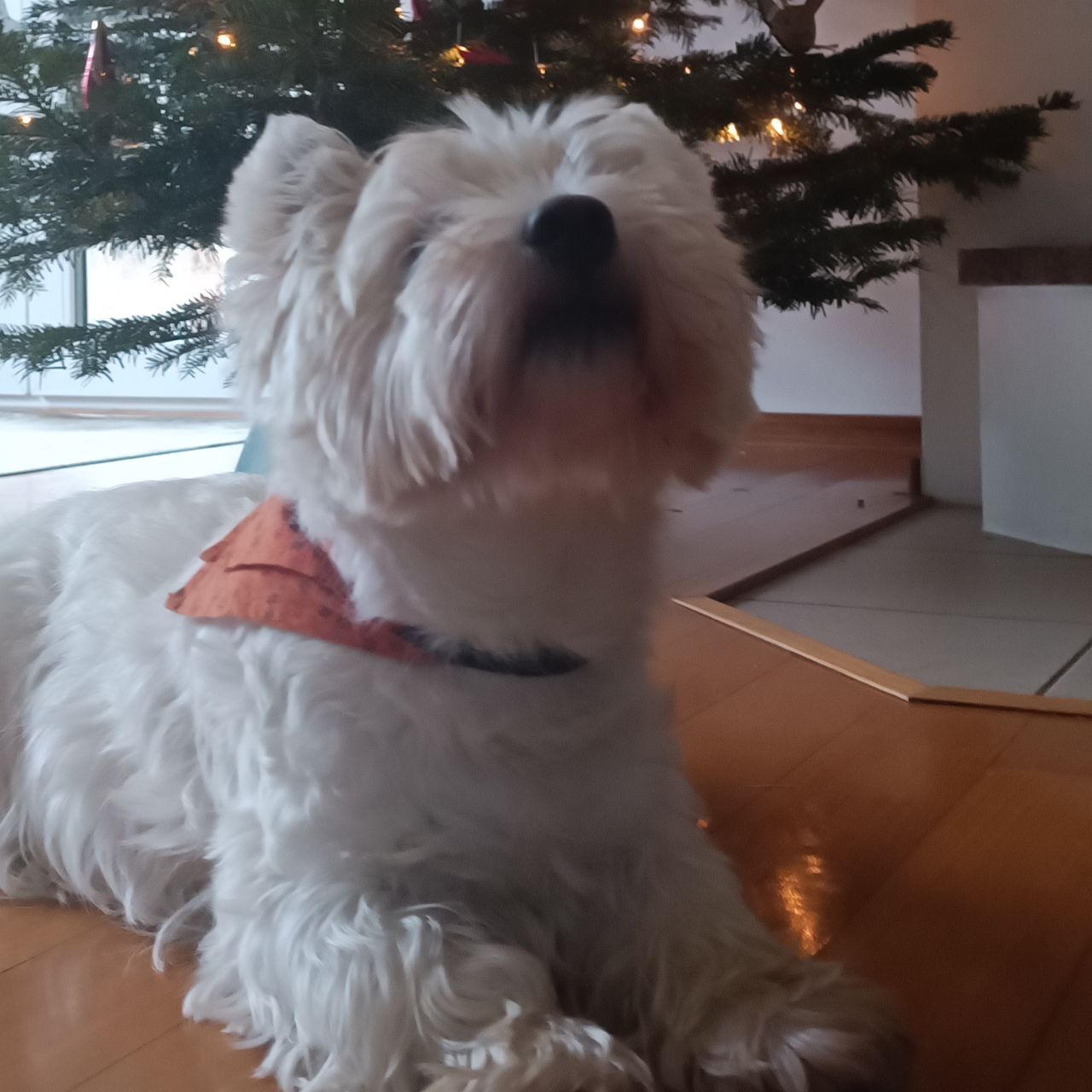 Soutěžní fotografie - Ron,  West Highland White Terrier