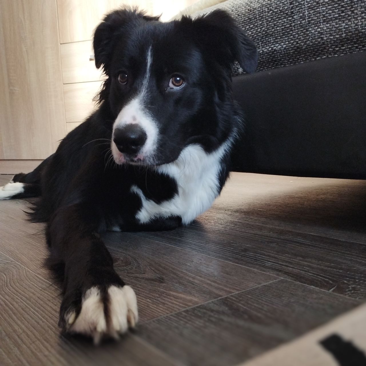 Soutěžní fotografie - Buddy,  Border kolie