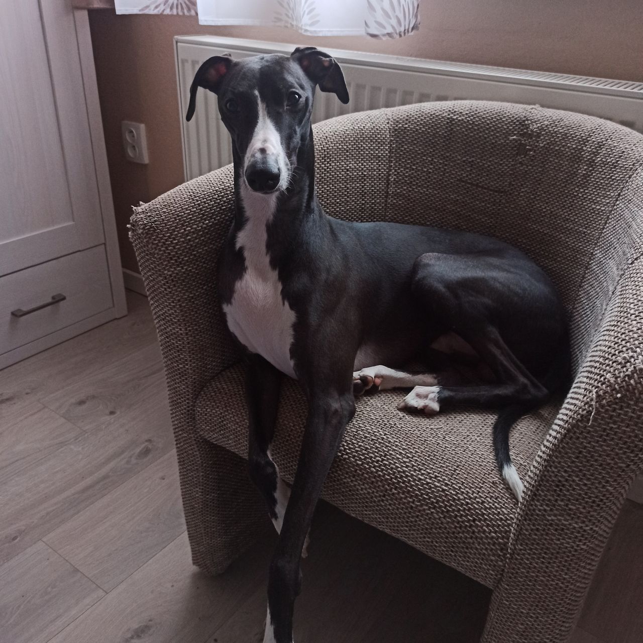 Soutěžní fotografie - Dante,  Whippet