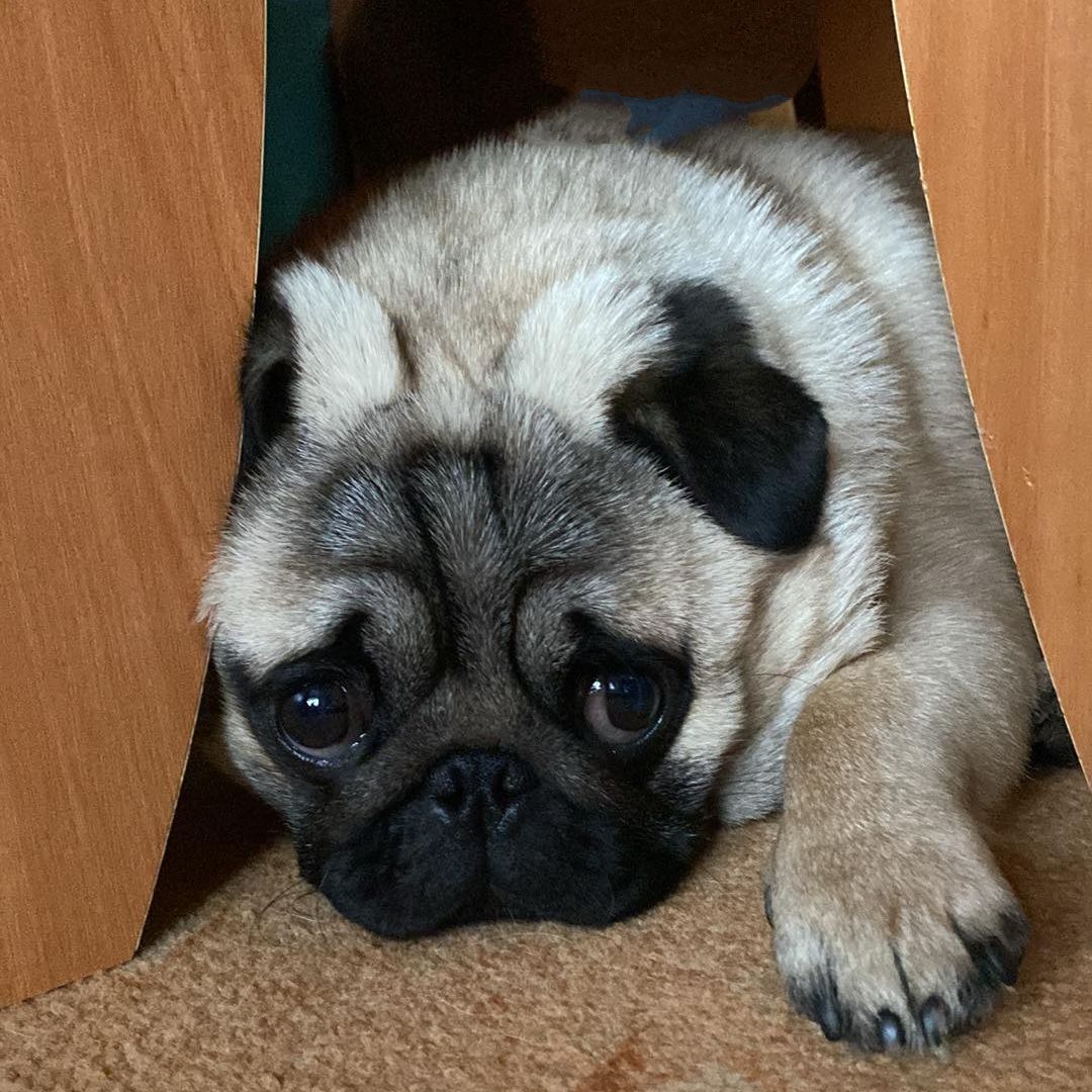 Soutěžní fotografie - Vendelín,  Mops