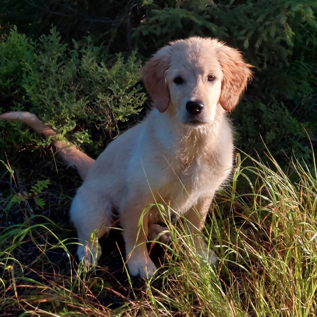 Soutěžní fotografie - Bonnie ,  Zlatý retriever