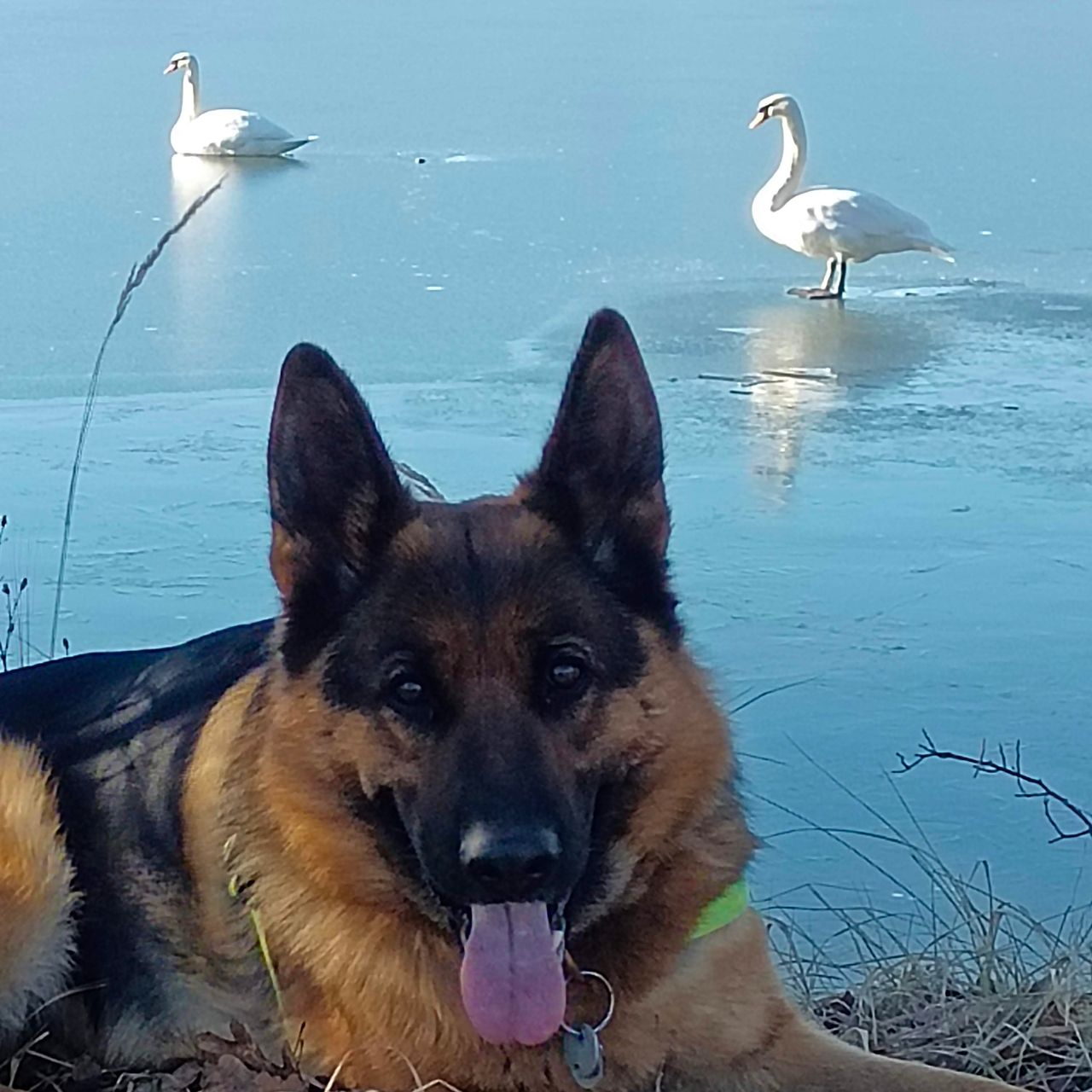 Soutěžní fotografie - VANESSA,  Německý ovčák