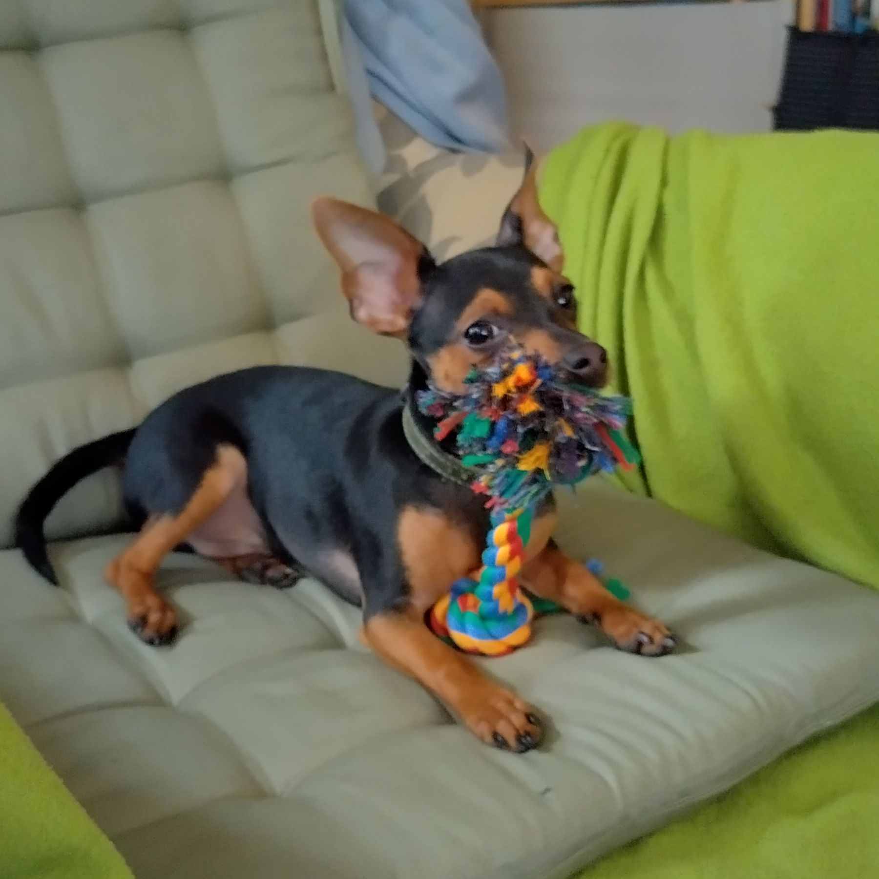 Soutěžní fotografie - Chicco,  Pražský krysařík