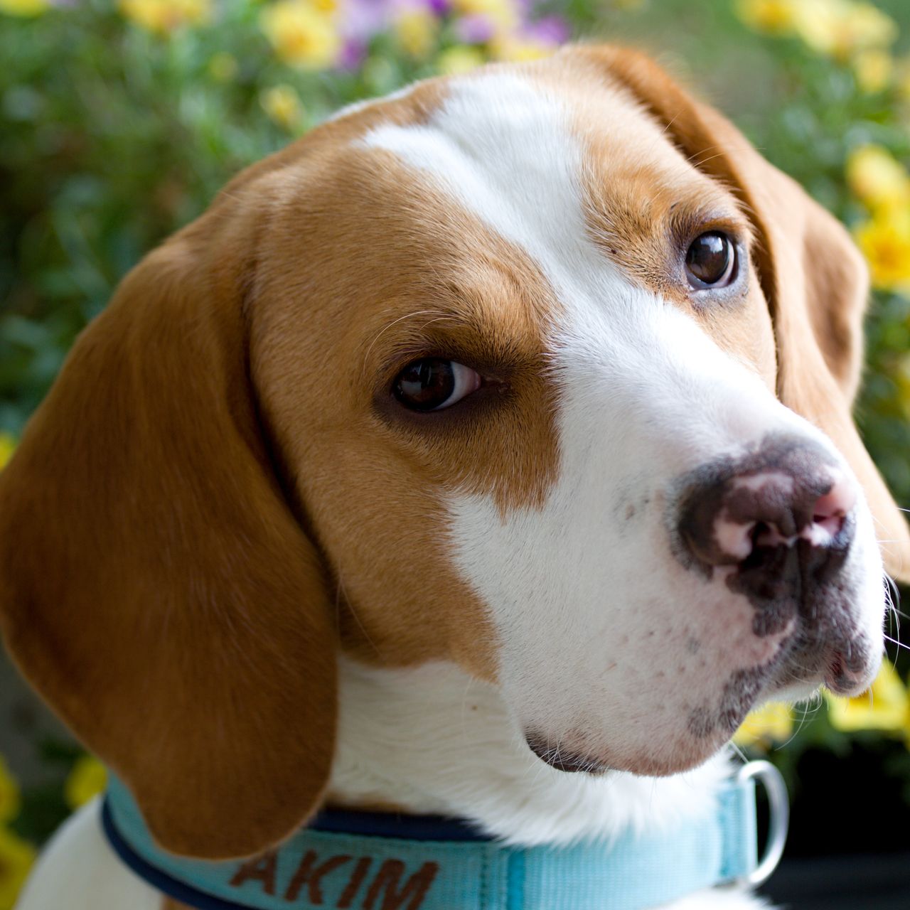 Soutěžní fotografie - Akim,  Beagle