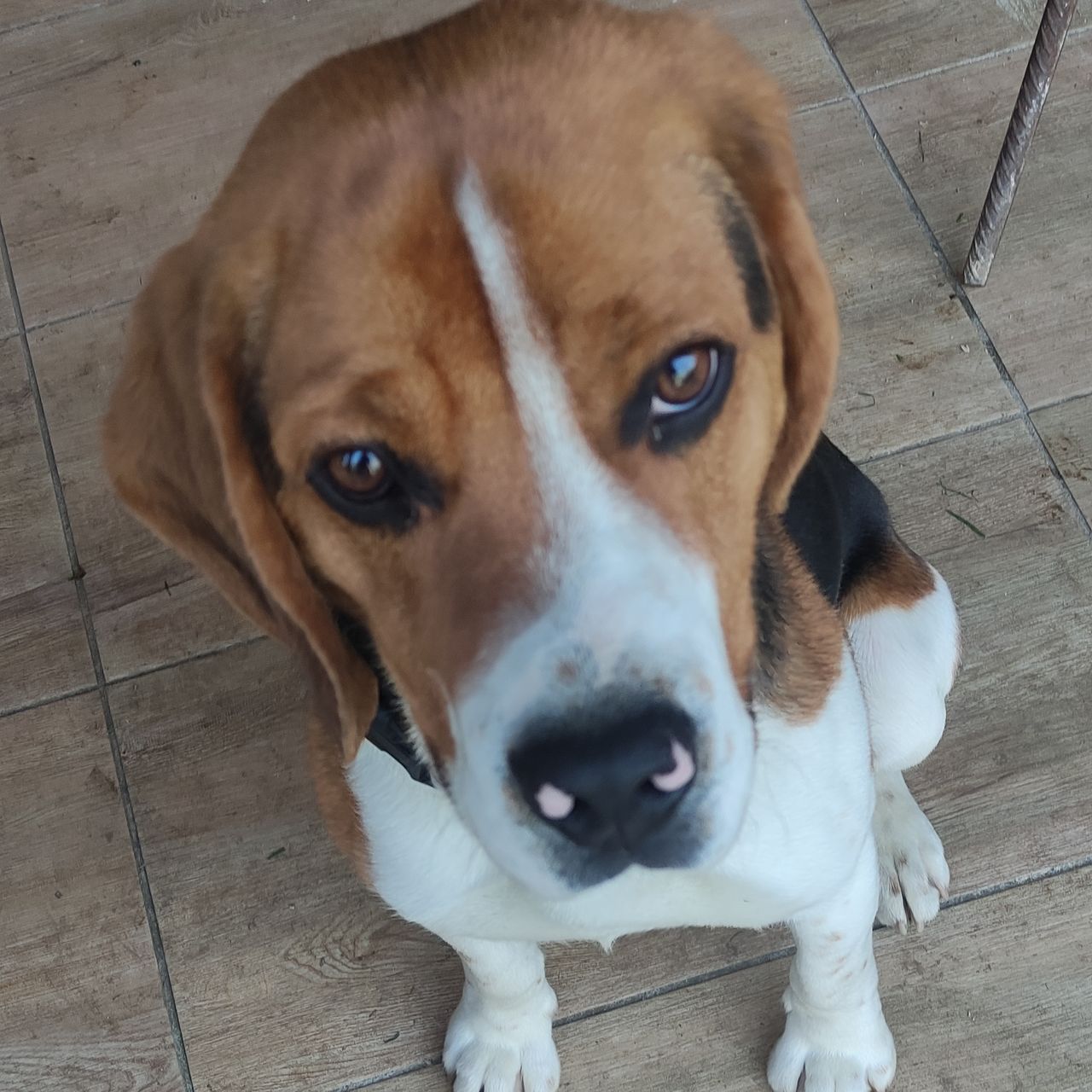 Soutěžní fotografie - Buddy,  Beagle