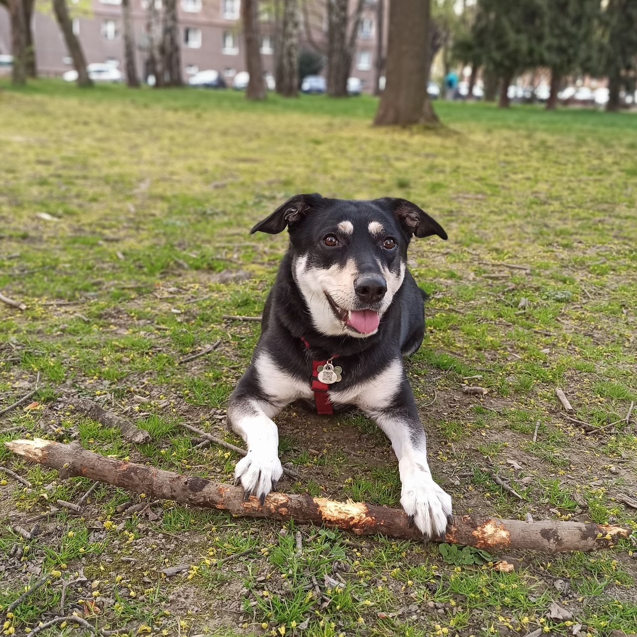 Soutěžní fotografie - Mia,  Ostatní