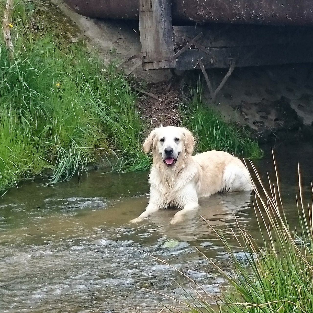 Soutěžní fotografie - Kleeny,  Zlatý retriever
