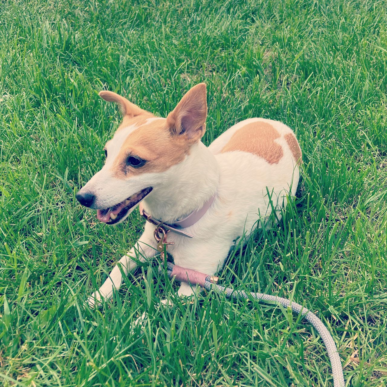 Soutěžní fotografie - Angie,  Jack Russell Teriér