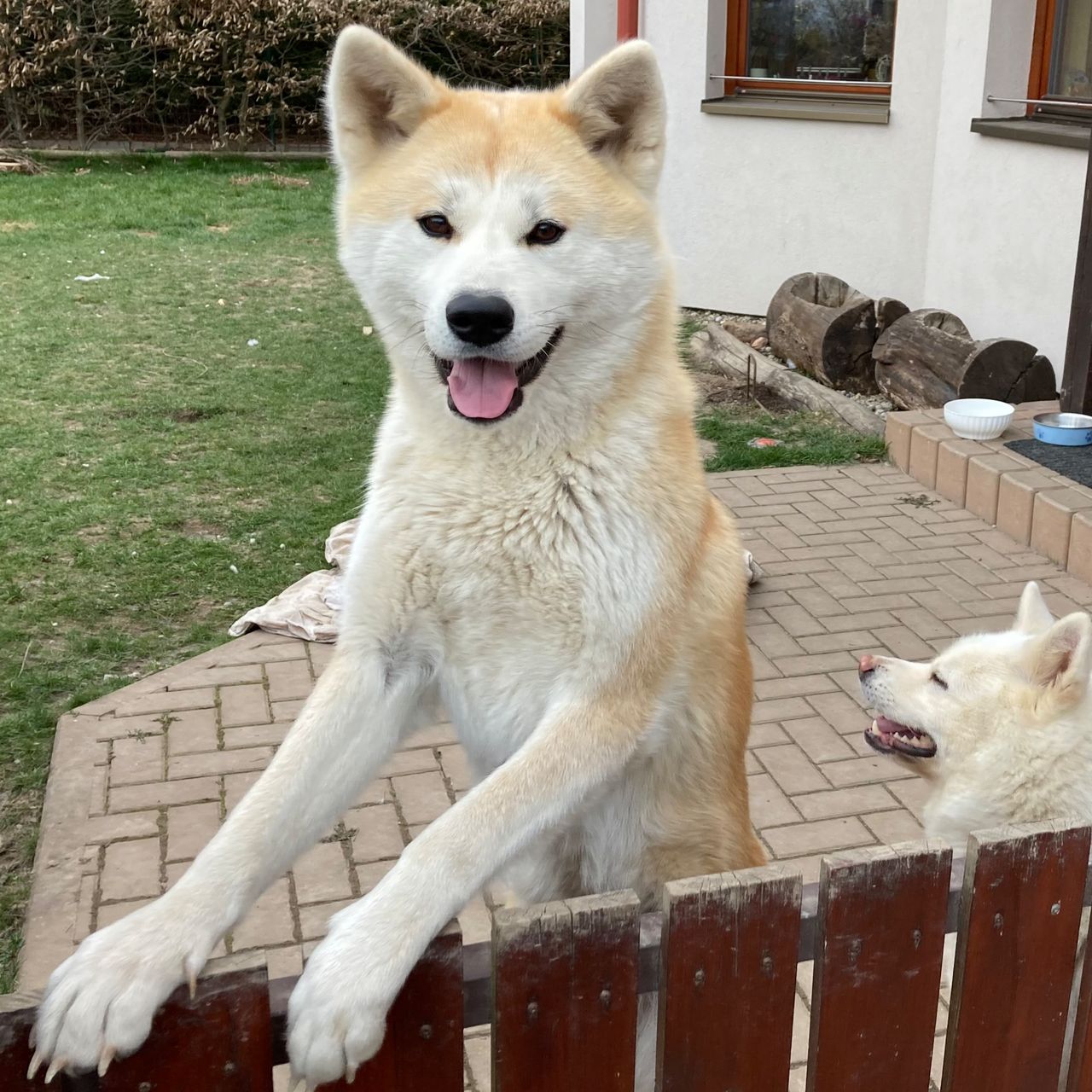 Soutěžní fotografie - Sára,  Akita