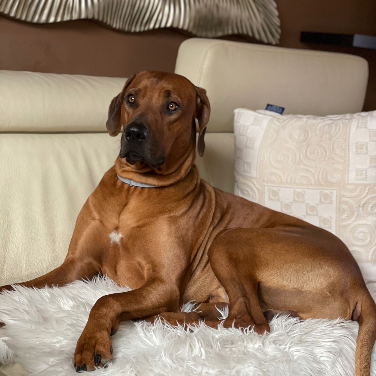 Soutěžní fotografie - EDDY,  Rhodéský ridgeback