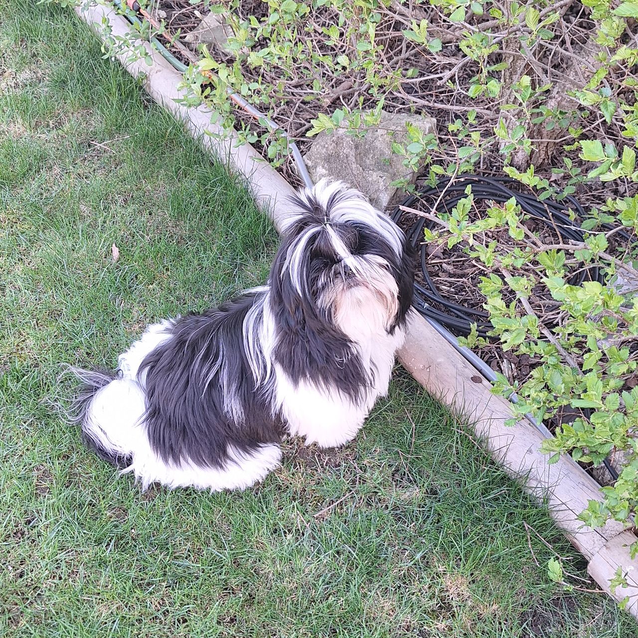 Soutěžní fotografie - Maiky,  Shih-tzu