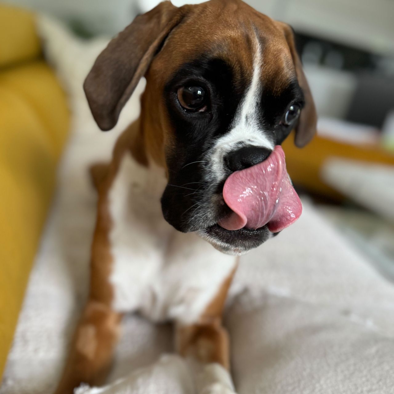 Soutěžní fotografie - Mia,  Německý boxer