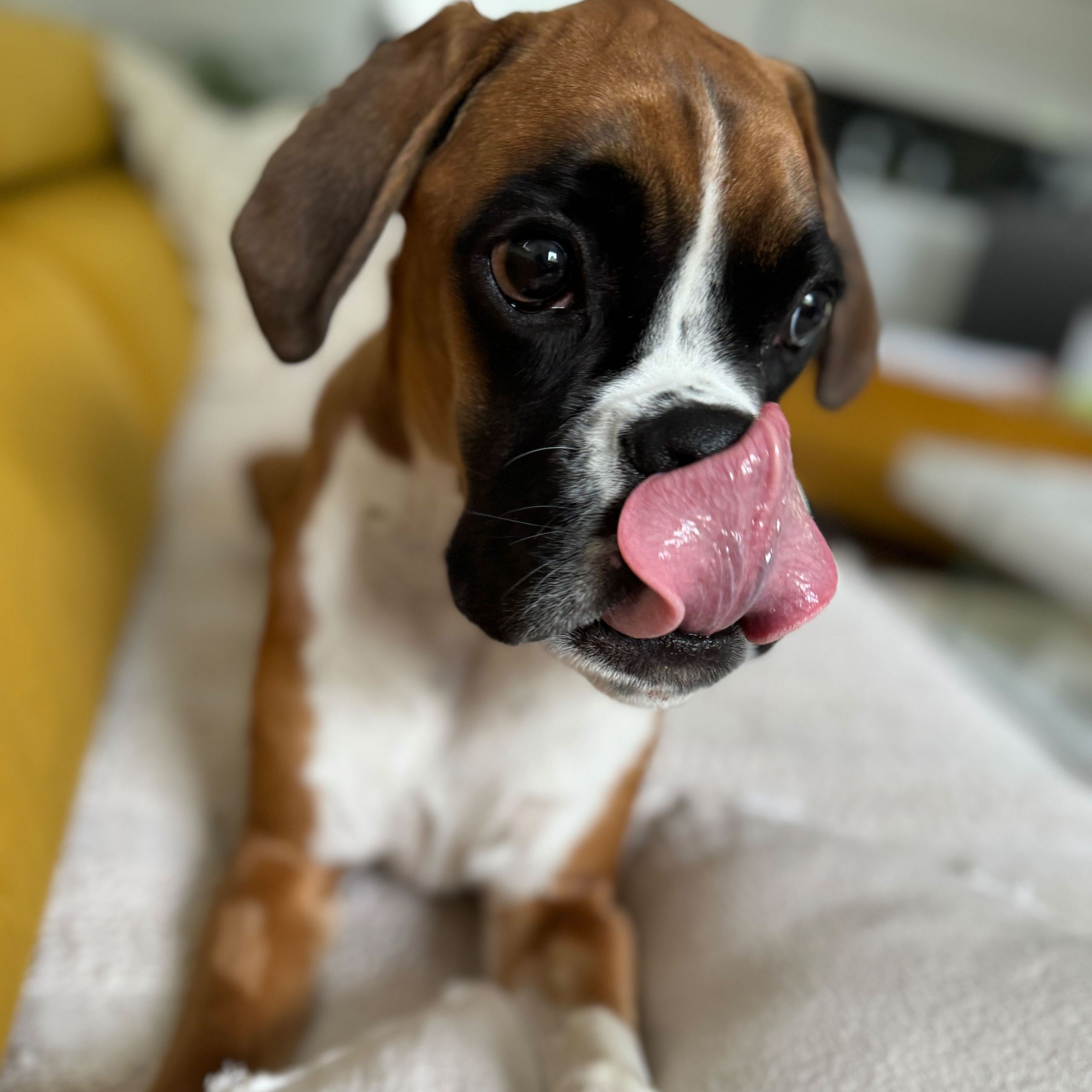 Soutěžní fotografie - Mia,  Německý boxer