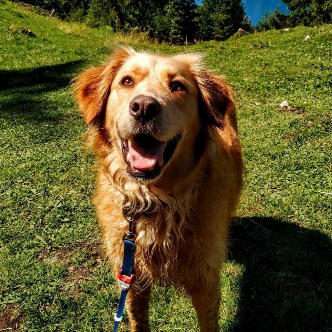 Soutěžní fotografie - Max,  Zlatý retriever