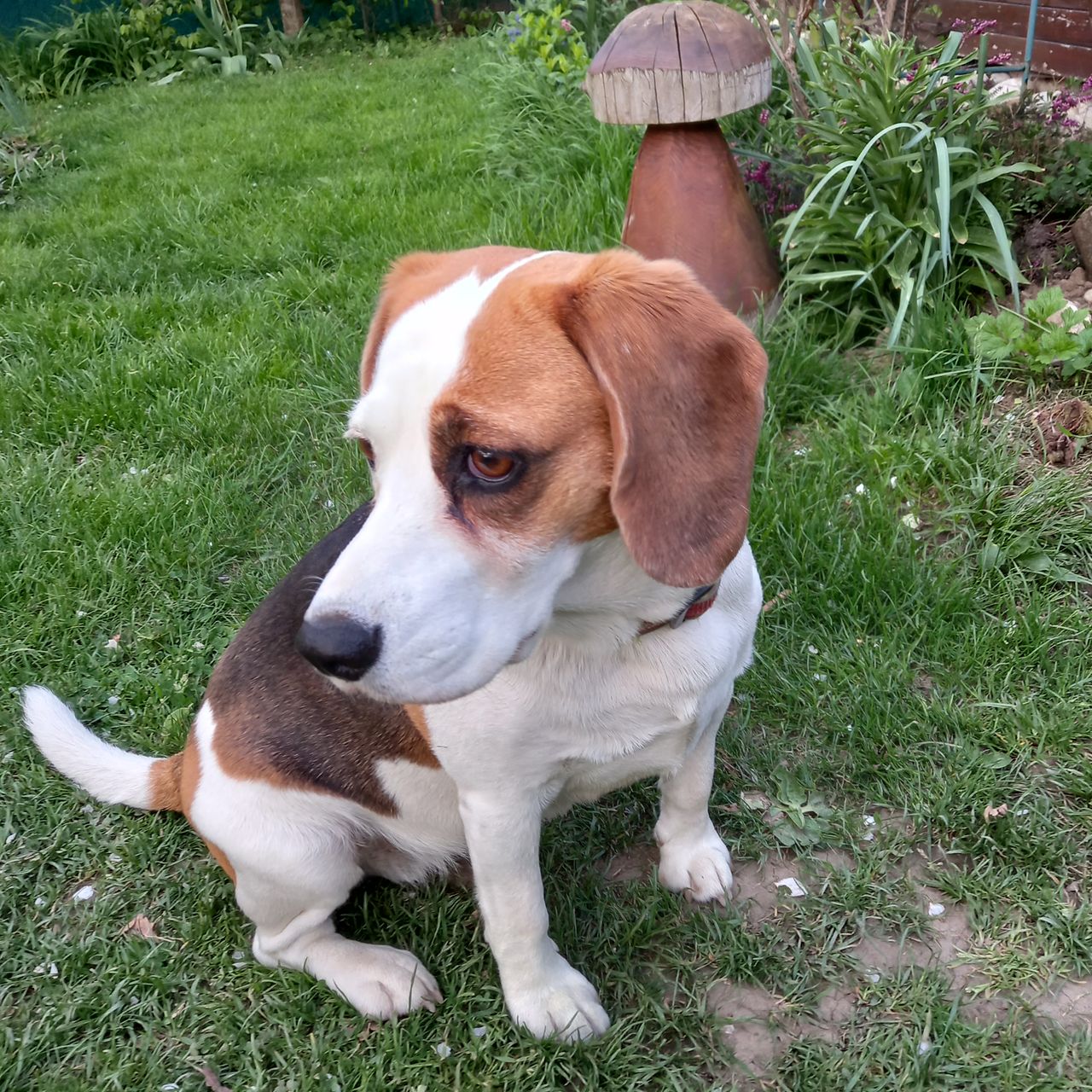 Soutěžní fotografie - Jessina,  Beagle