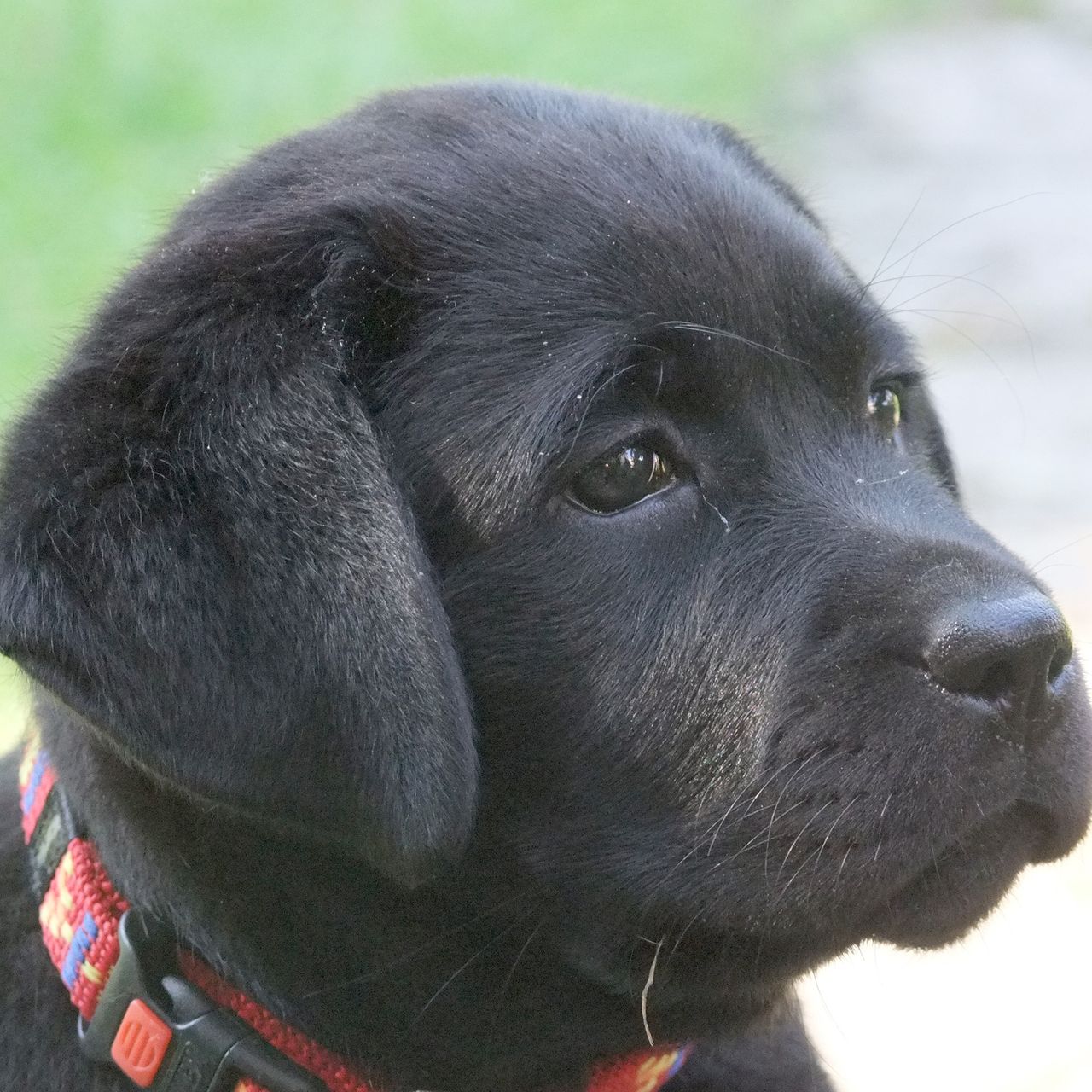 Soutěžní fotografie - Corina,  Labradorský retriever