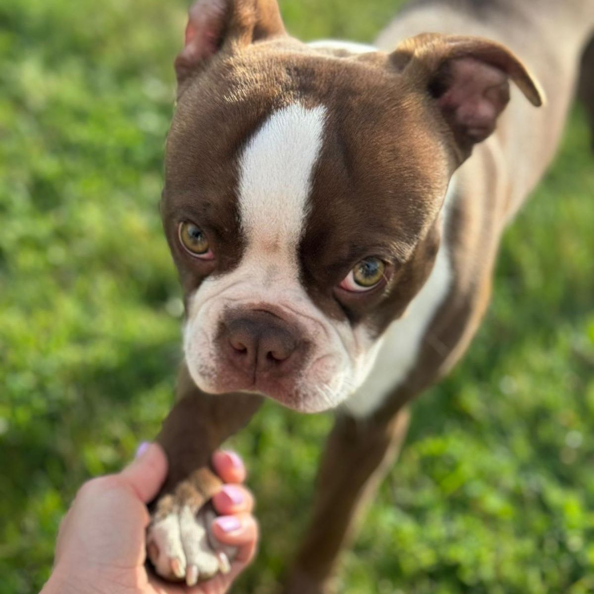 Soutěžní fotografie - Truffle,  Bostonský terier
