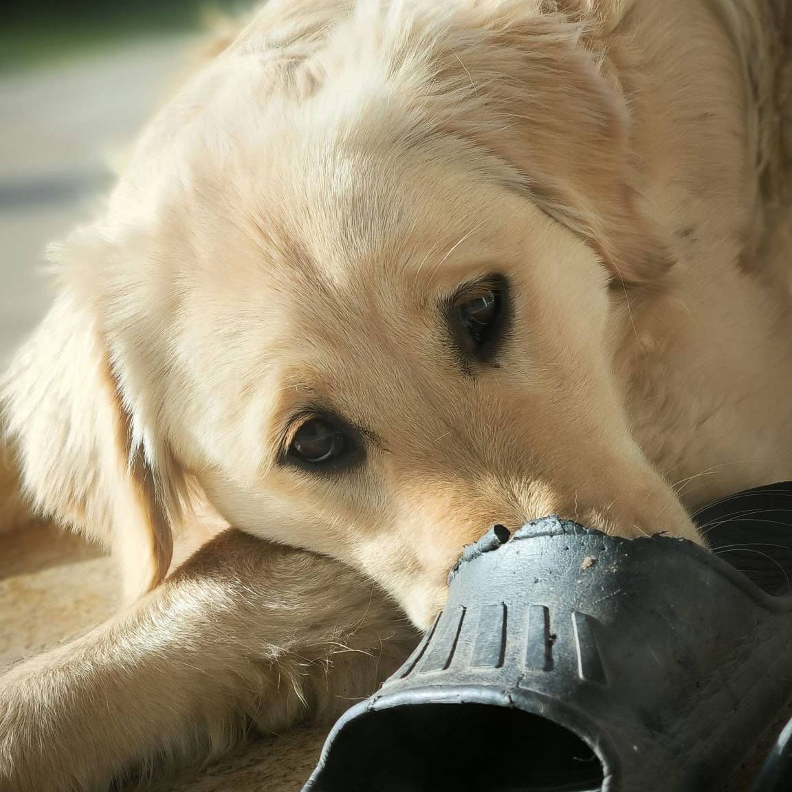 Soutěžní fotografie - Stella,  Zlatý retriever