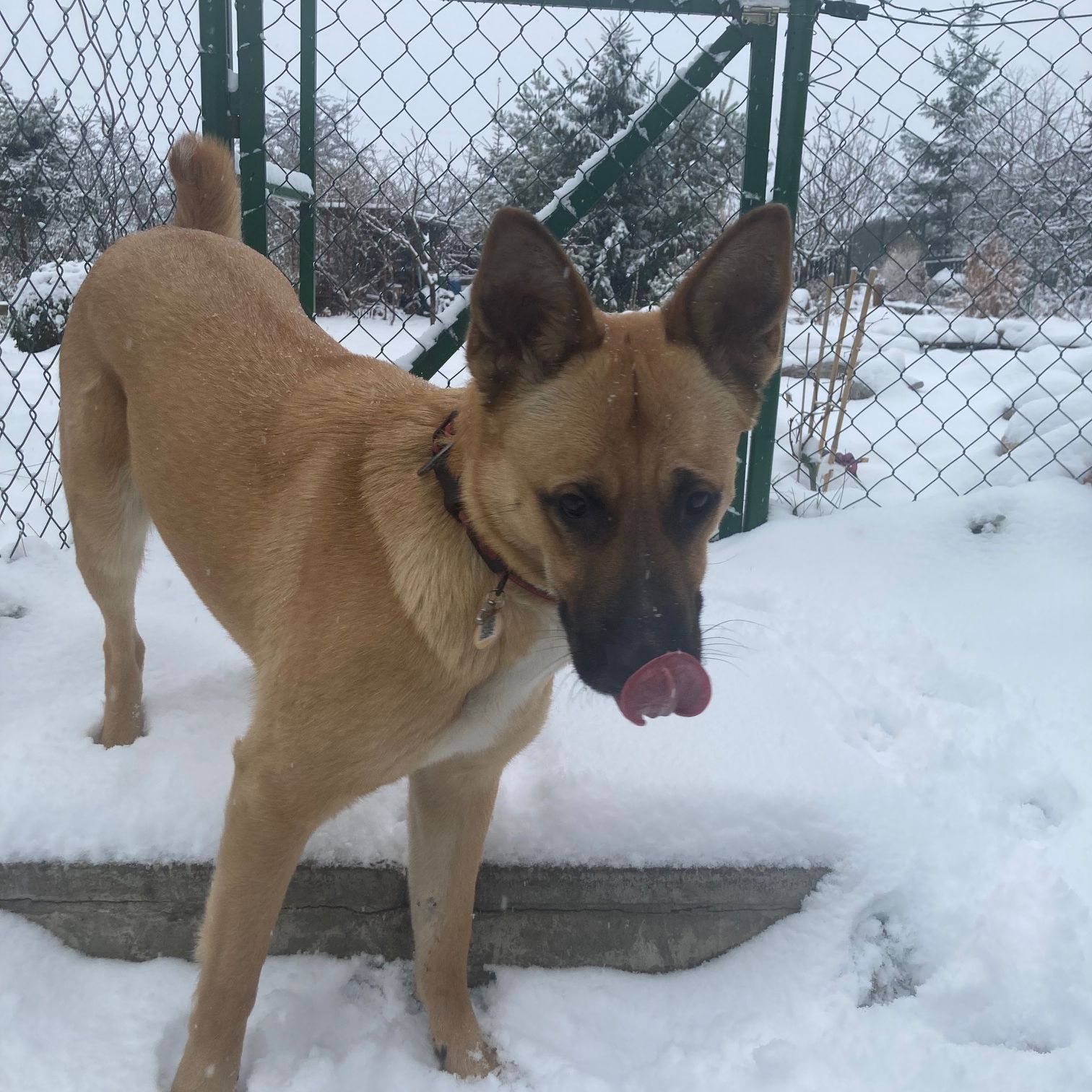Soutěžní fotografie - Roxy,  Ostatní