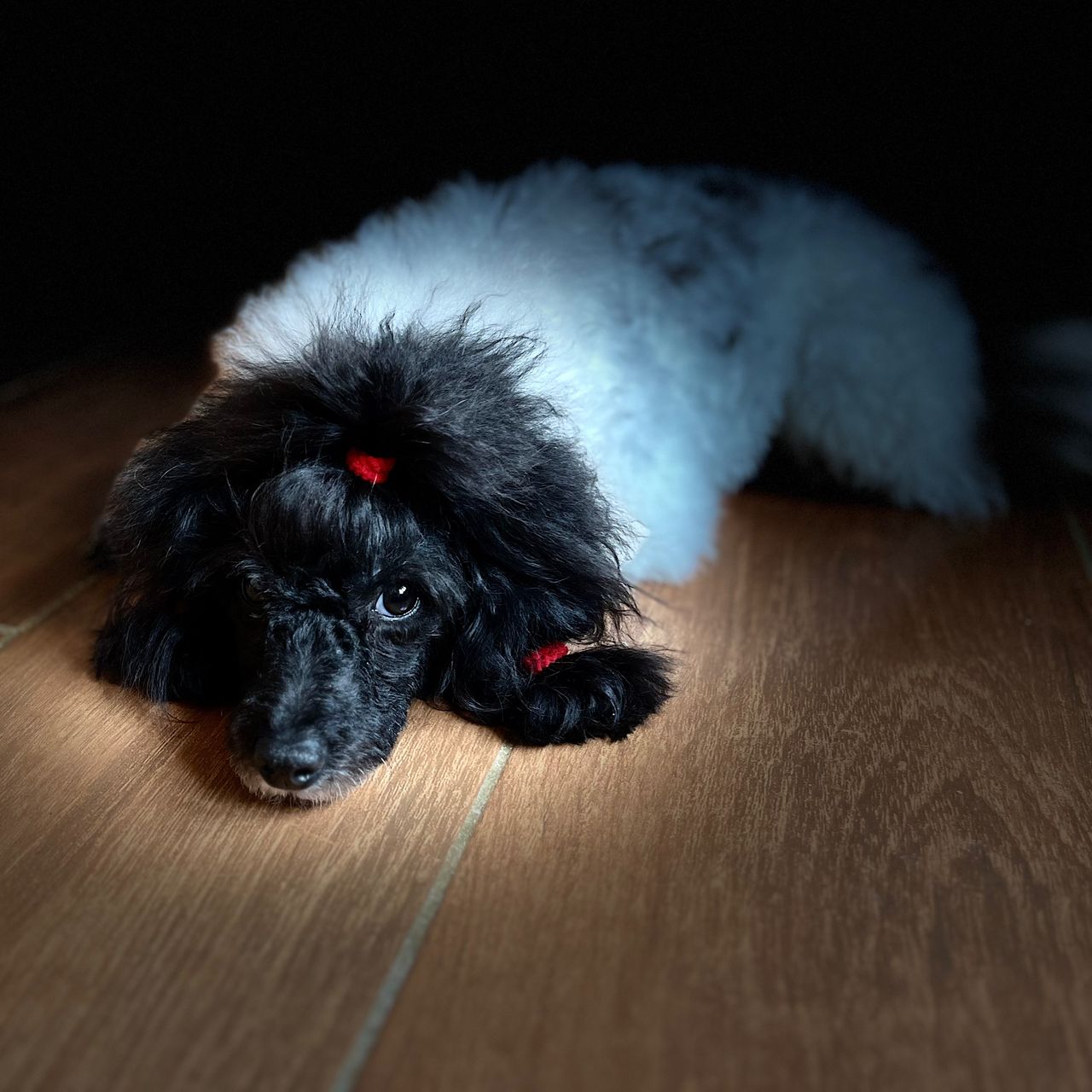Soutěžní fotografie - Angie,  Pudl