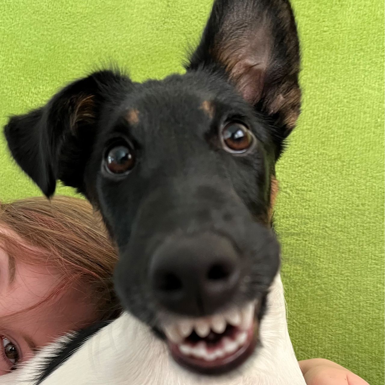 Soutěžní fotografie - Amy,  Foxterier hladkosrstý