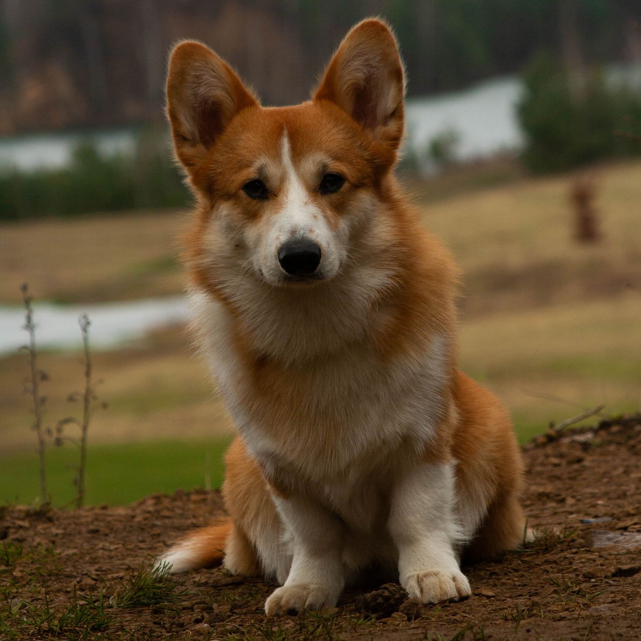 Soutěžní fotografie - Fredy,  Welsh Corgi Pembroke