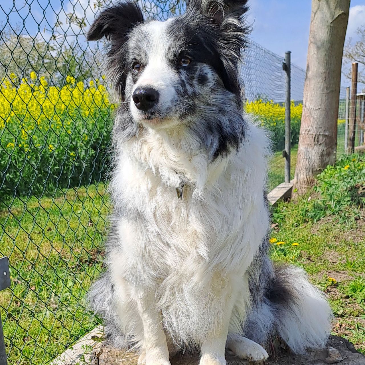 Soutěžní fotografie - Charlie,  Border kolie