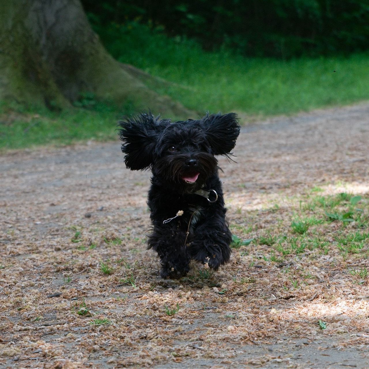 Soutěžní fotografie - Fido,  Havanský psík