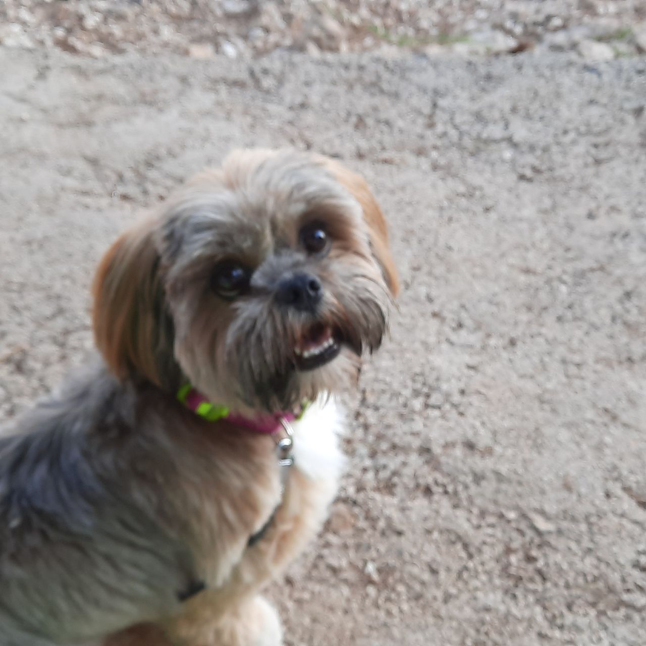 Soutěžní fotografie - Jessi,  Lhasa Apso