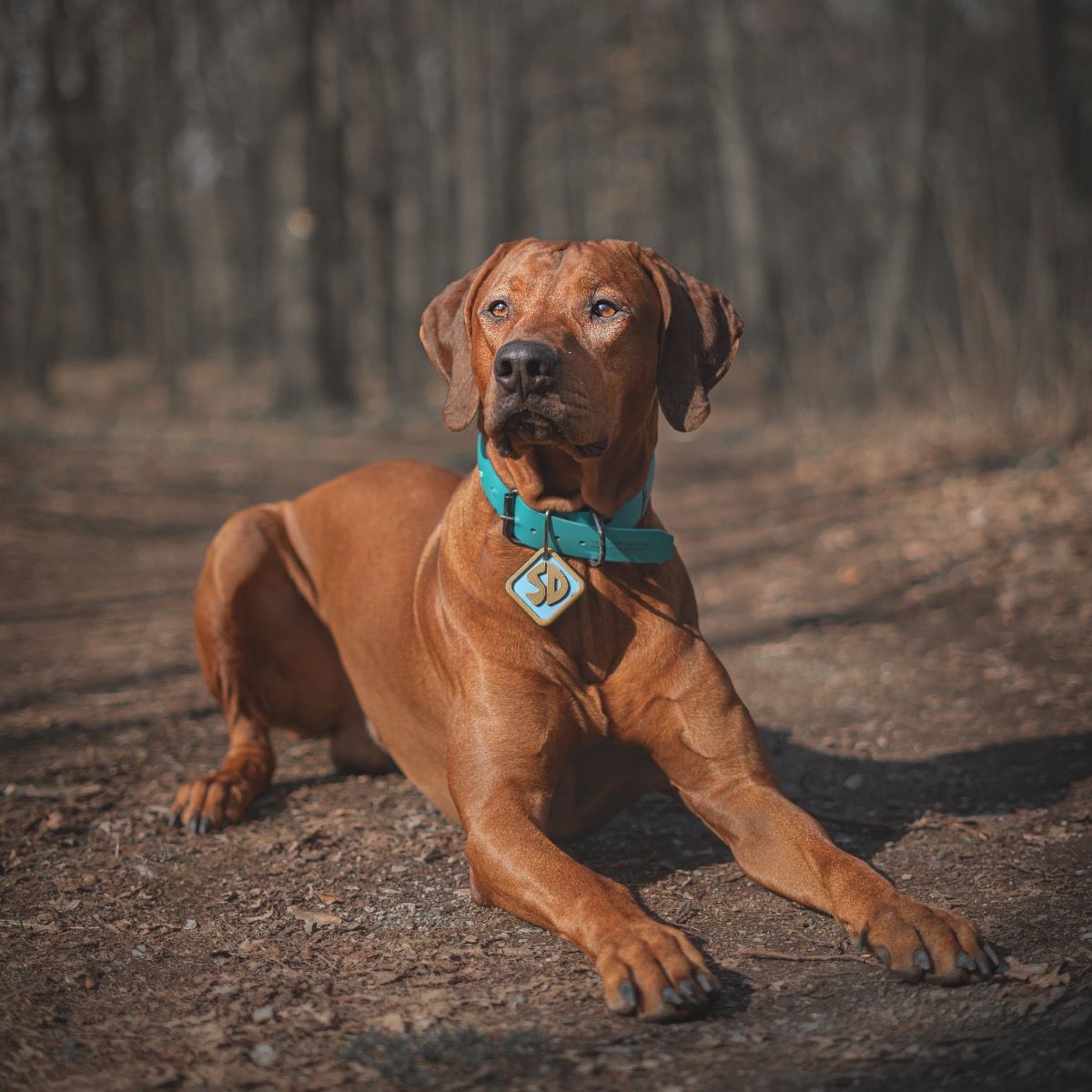 Soutěžní fotografie - Scooby Doo,  Rhodéský ridgeback