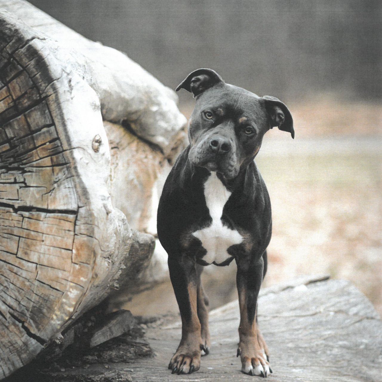 Soutěžní fotografie - Roxy,  Americký stafordširský terier