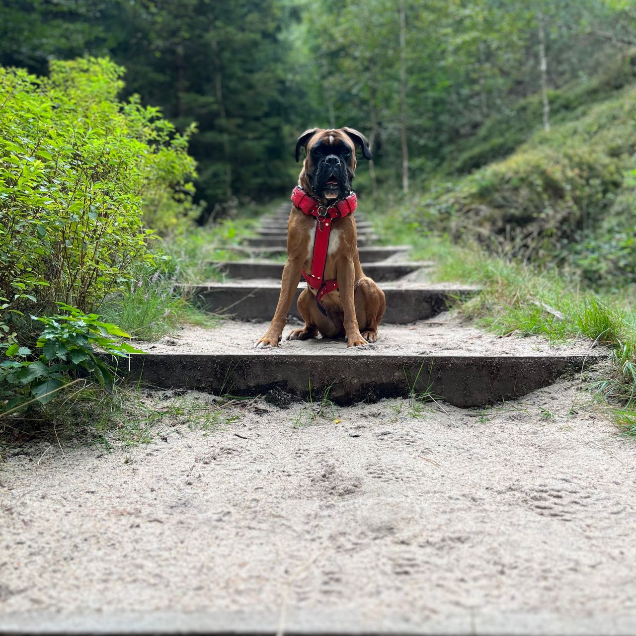 Soutěžní fotografie - Mája,  Německý boxer