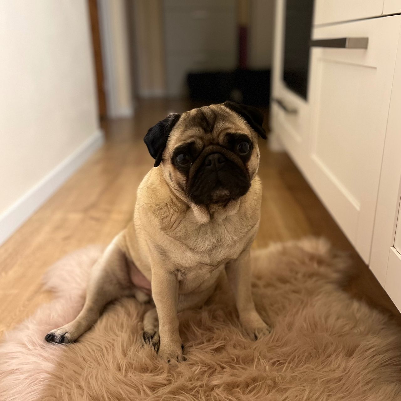 Soutěžní fotografie - Barney,  Mops
