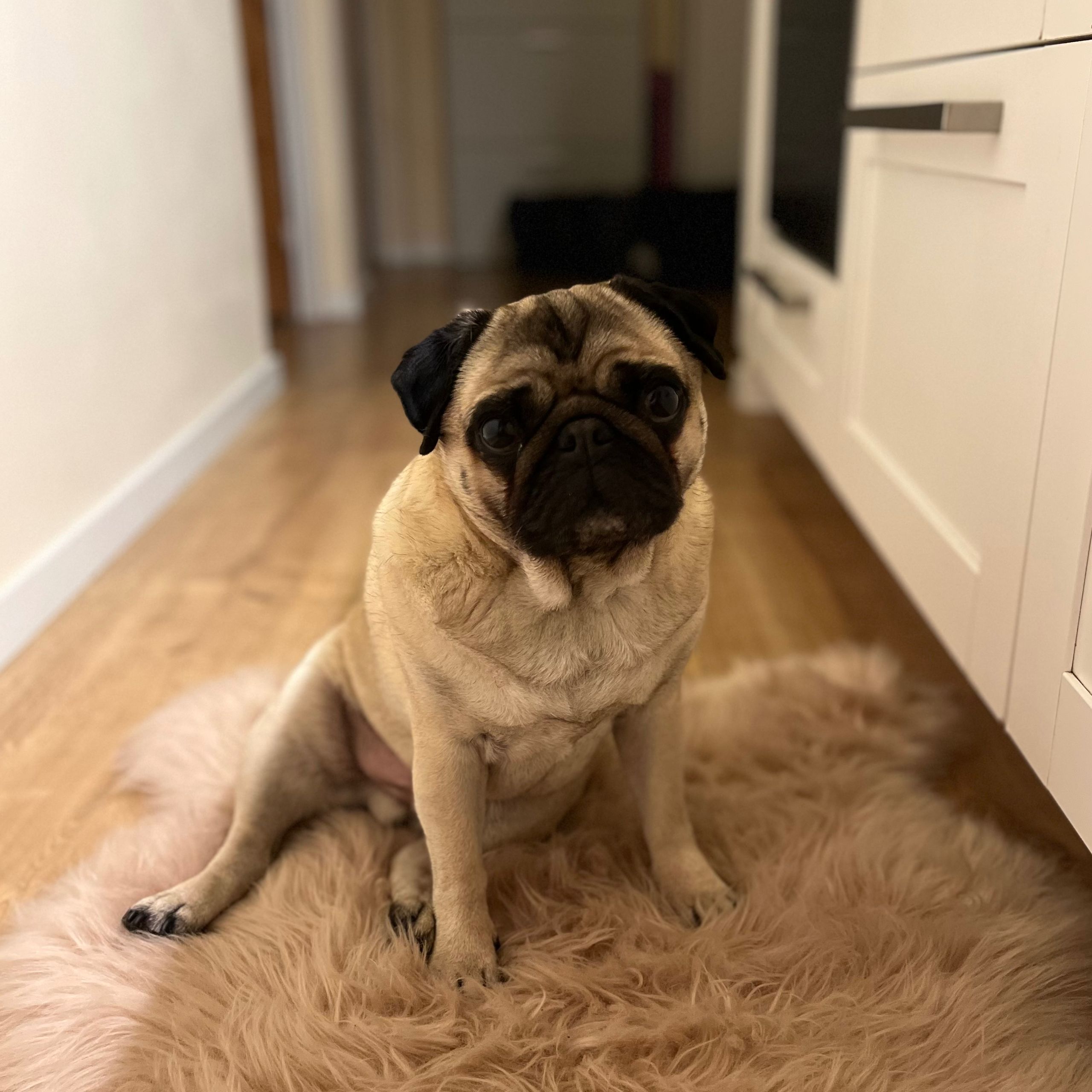Soutěžní fotografie - Barney,  Mops