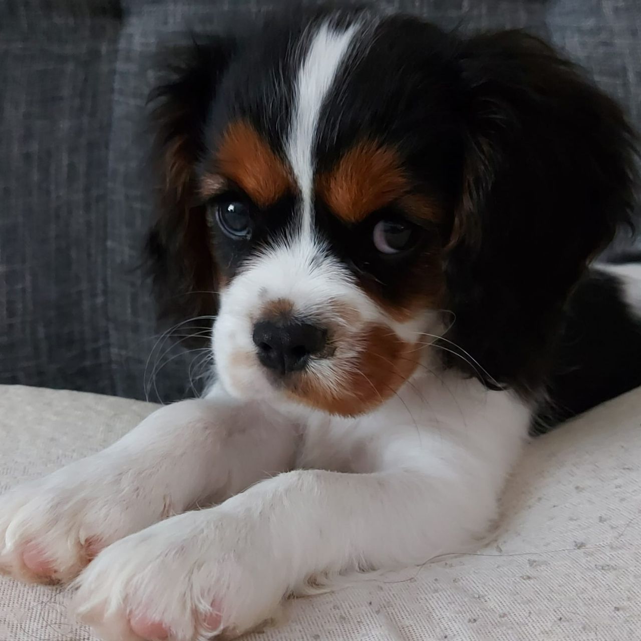 Soutěžní fotografie - Bonnie,  King Charles španěl