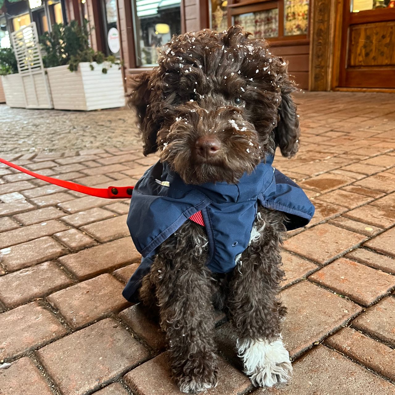 Soutěžní fotografie - Abby,  Lagotto romagnolo