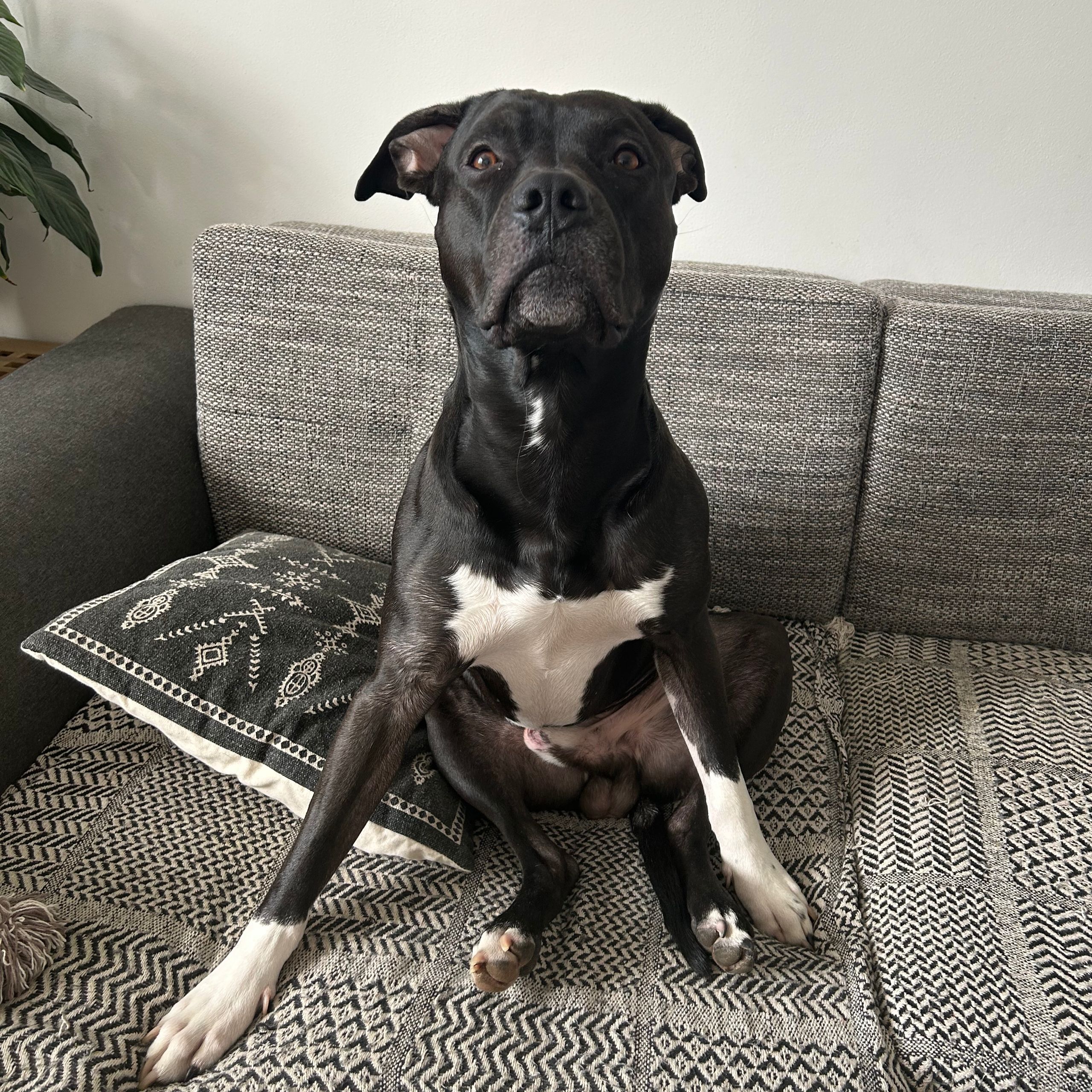 Soutěžní fotografie - Beasty Boy,  Stafordšírský bullterier
