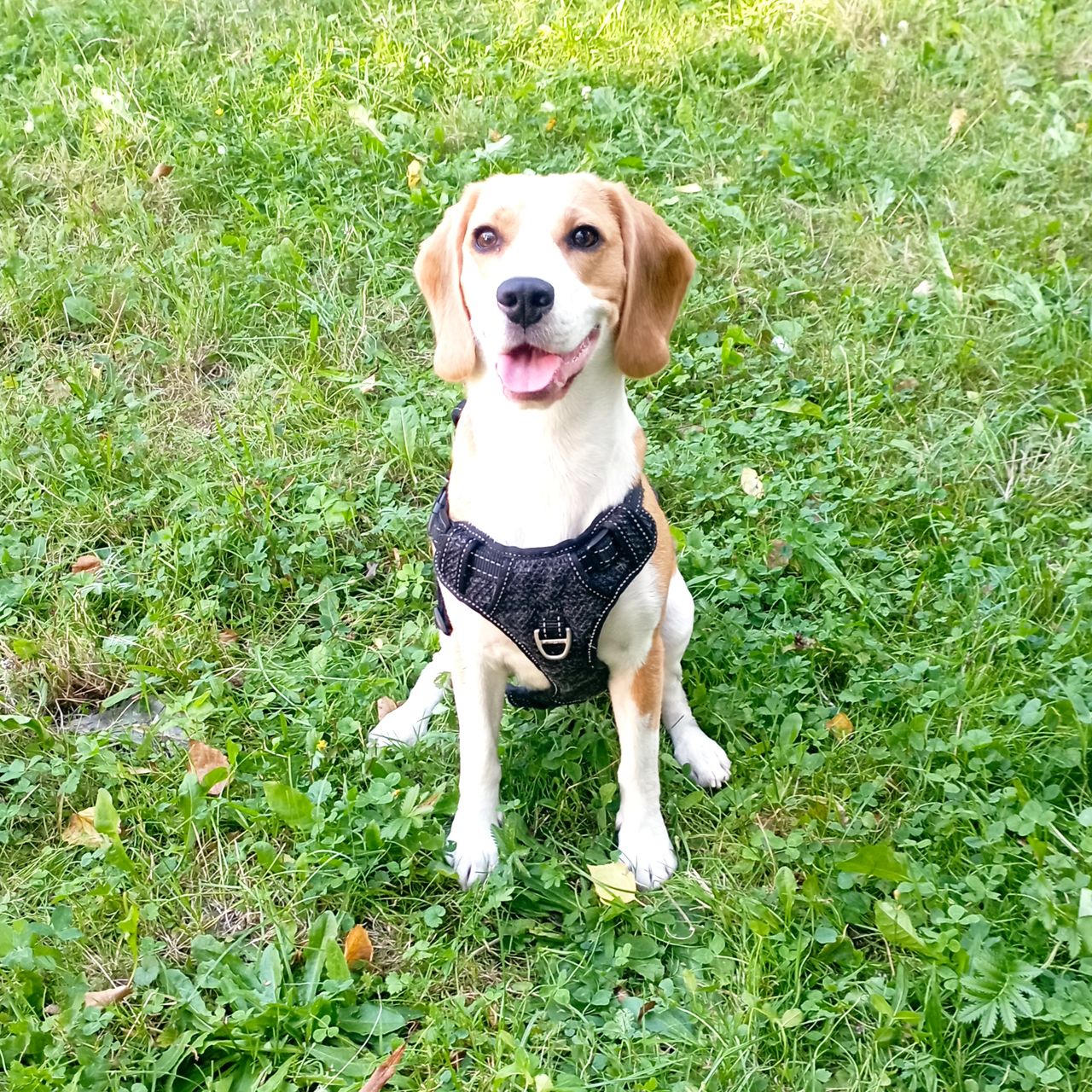 Soutěžní fotografie - Lorry,  Beagle