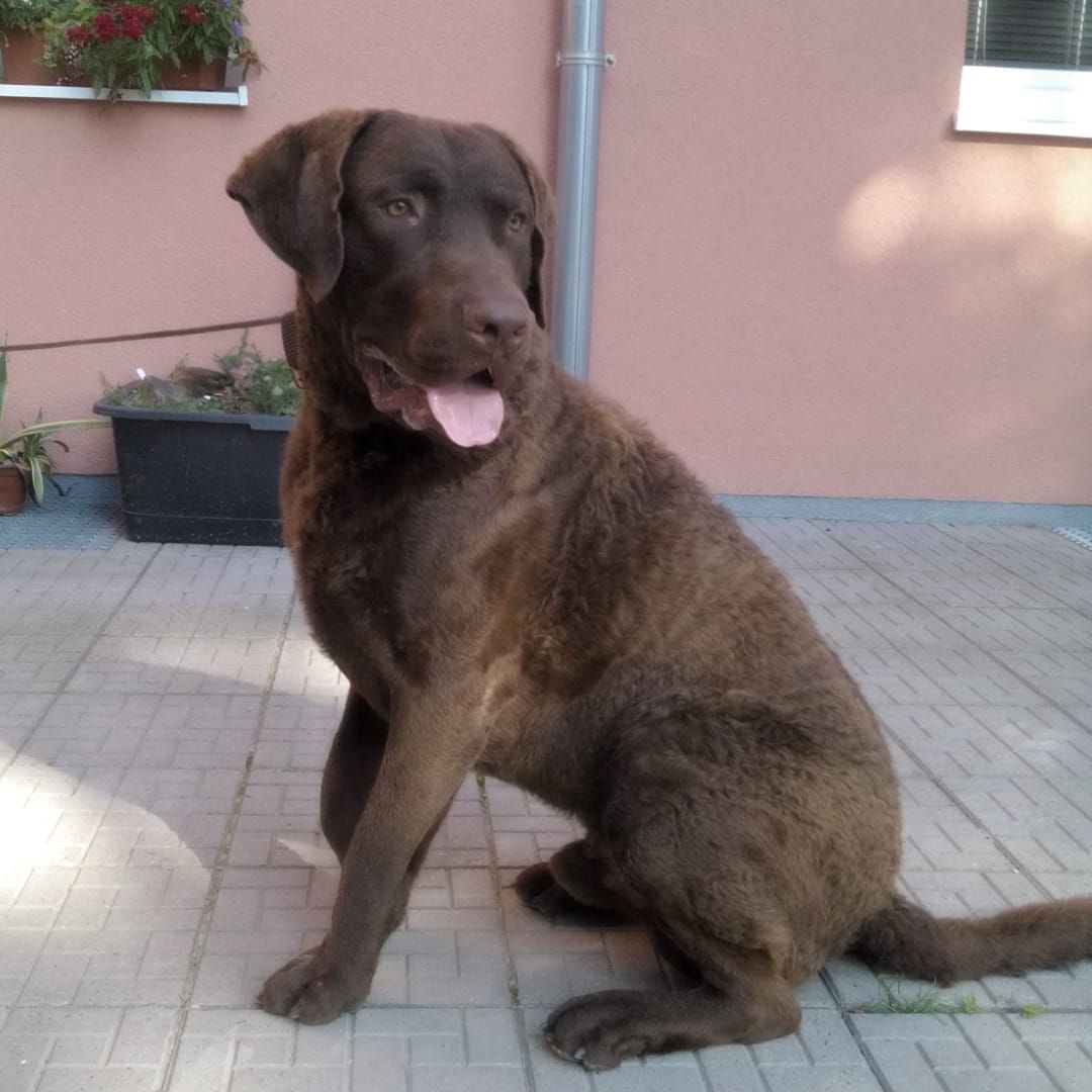 Soutěžní fotografie - Pier,  Chesapeake Bay Retriever