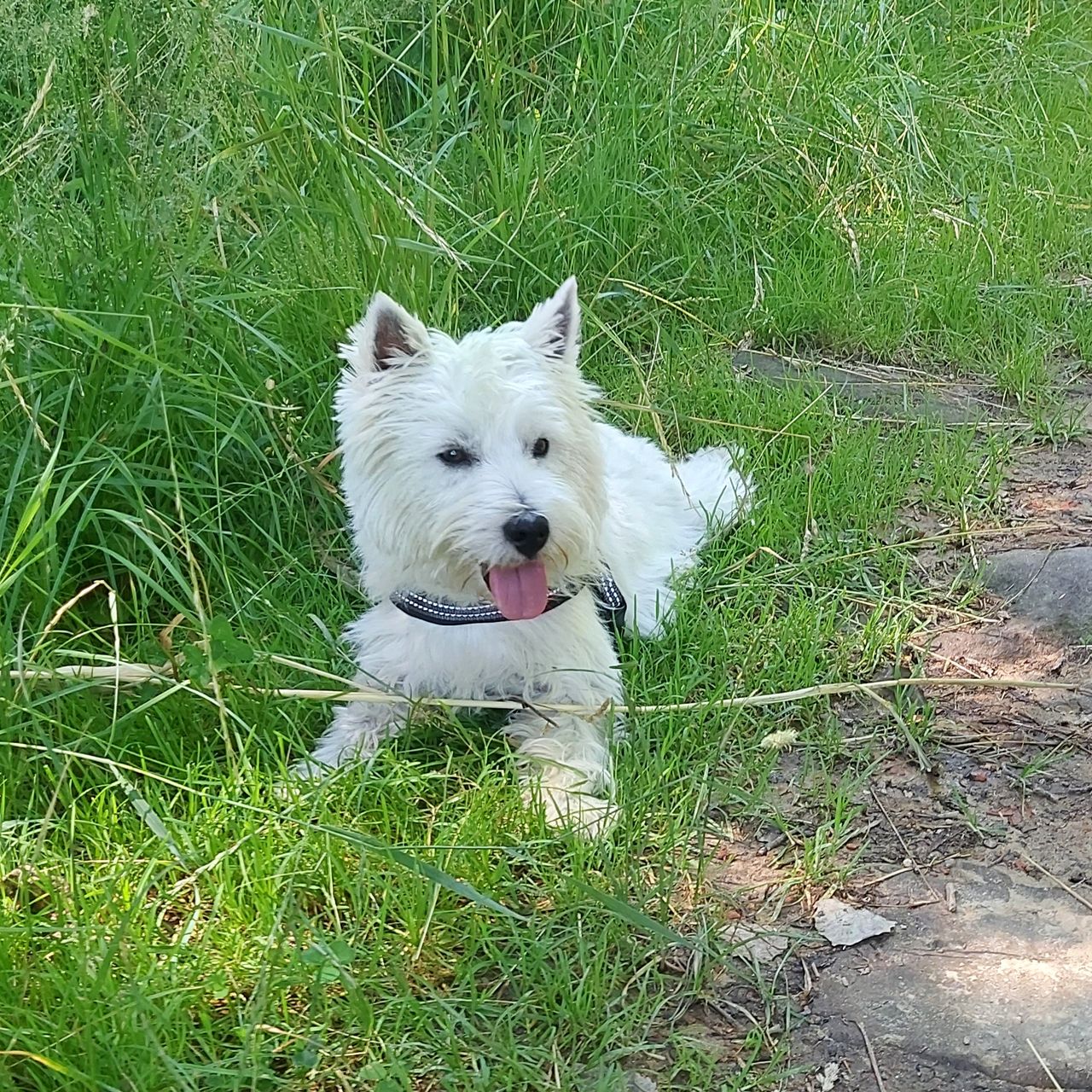 Soutěžní fotografie - Tommy,  West Highland White Terrier