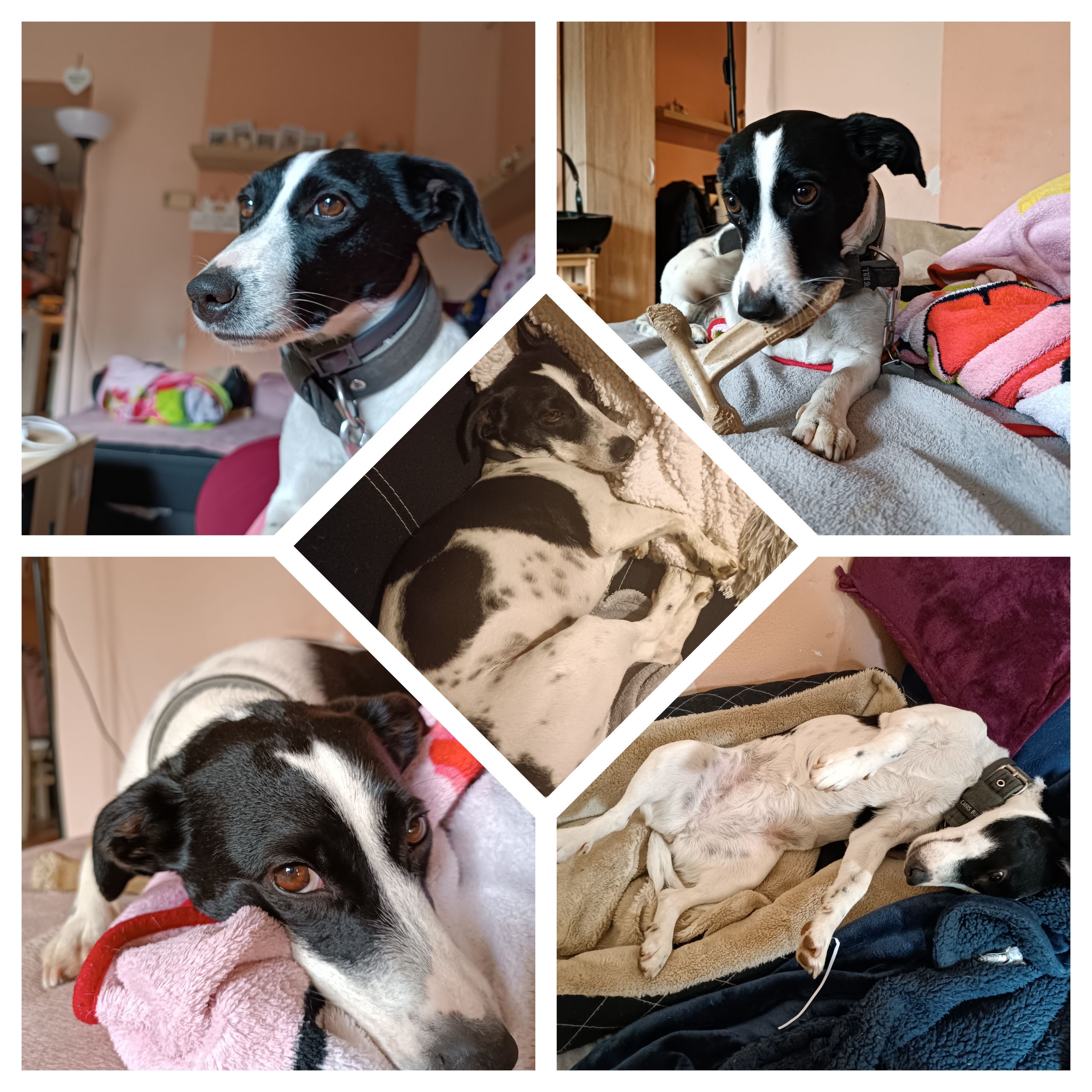 Soutěžní fotografie - Luna,  Ostatní