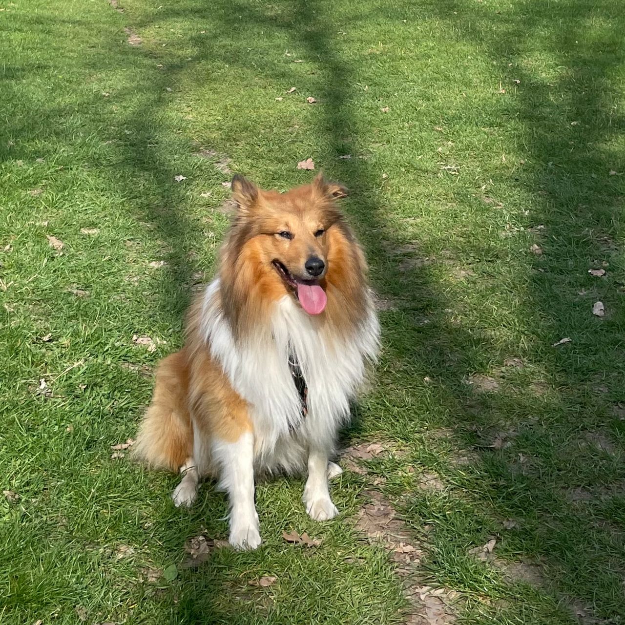 Soutěžní fotografie - Max,  Sheltie