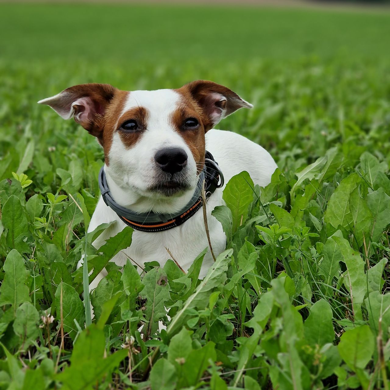 Soutěžní fotografie - Max,  Jack Russell Teriér