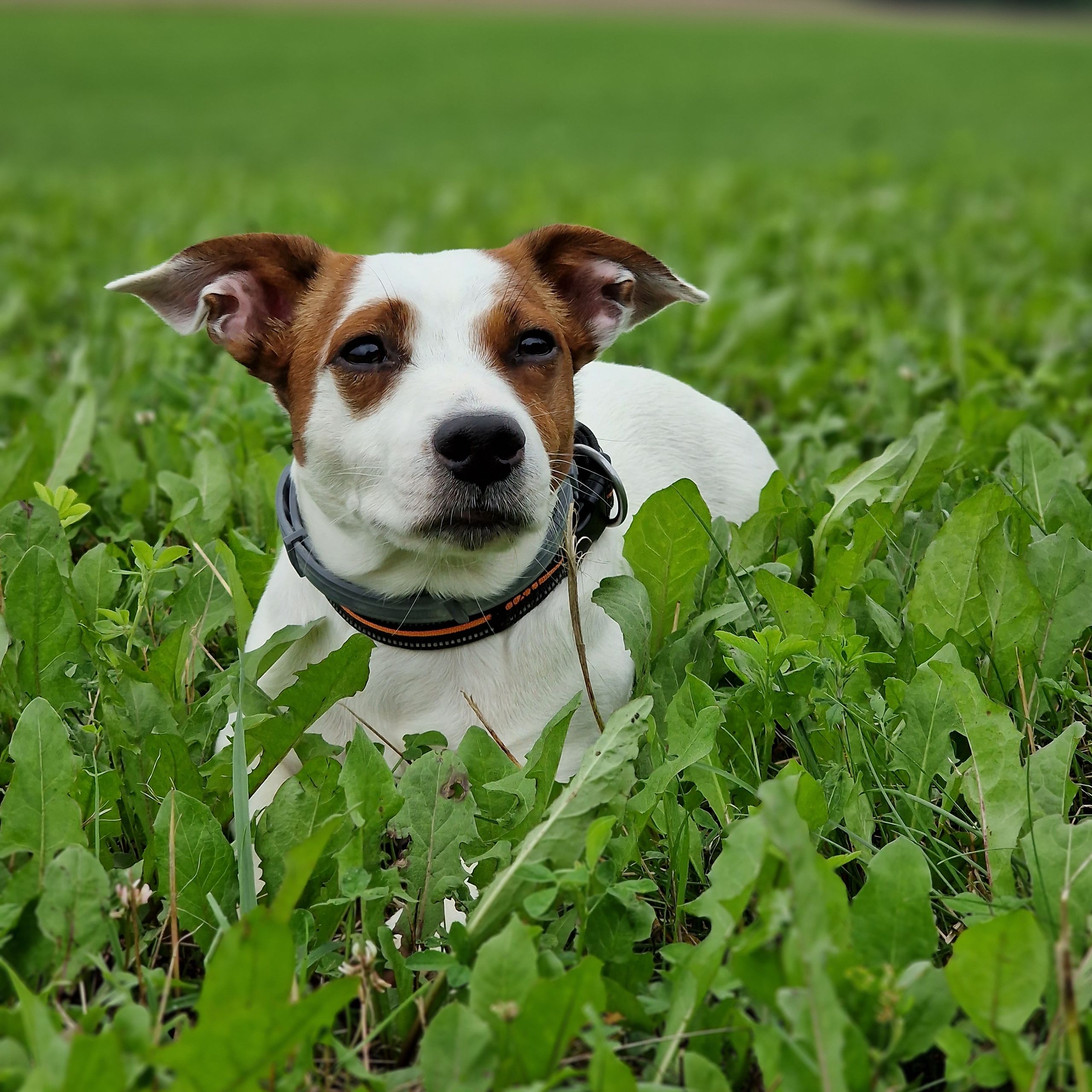 Soutěžní fotografie - Max,  Jack Russell Teriér