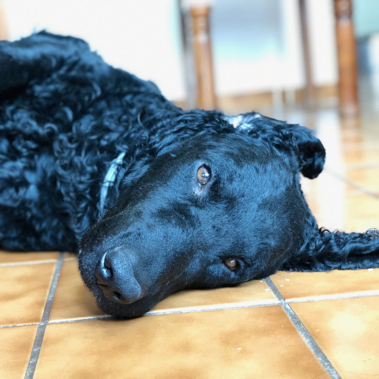Soutěžní fotografie - Soggies,  Curly Coated Retriever