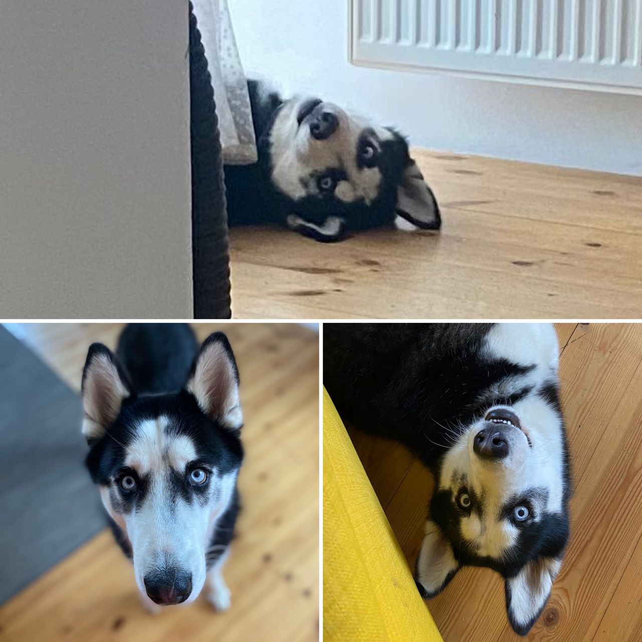 Soutěžní fotografie - Tadashi,  Sibiřský husky