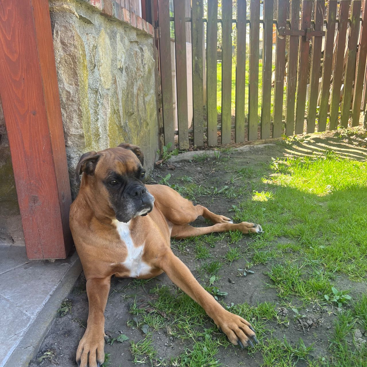 Soutěžní fotografie - Keri,  Německý boxer
